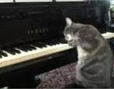 Nora - die Pianokatze