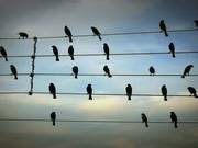 Birds on the Wires